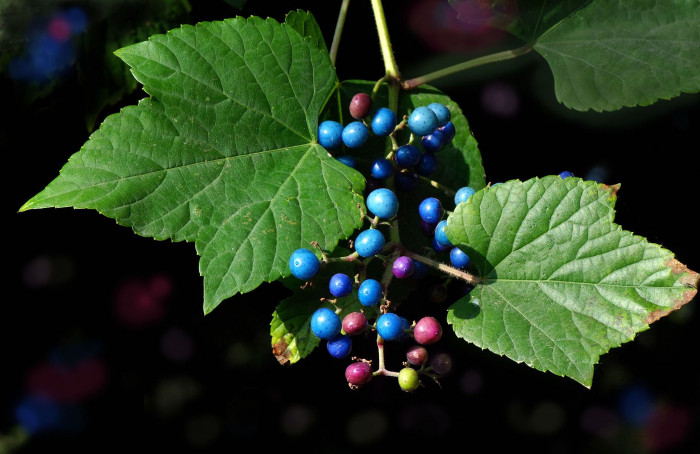 개머루 - Ampelopsis brevipedunculata (Maxim.) Trautv.