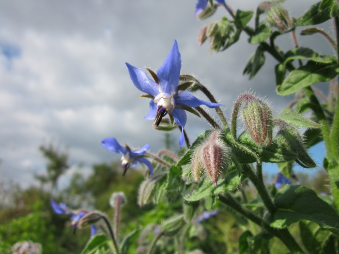 보리지 - Starflower, Borago officinalis L.