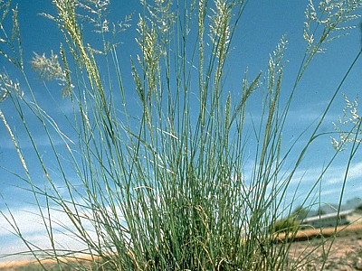 능수참새그령 사진 - Eragrostis curvula Nees Photos