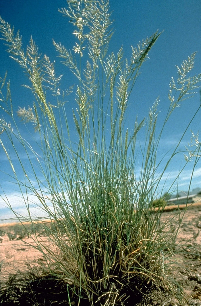 능수참새그령 - Eragrostis curvula Nees