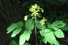 꿩의다리아재비 - Caulophyllum robustum Maxim.