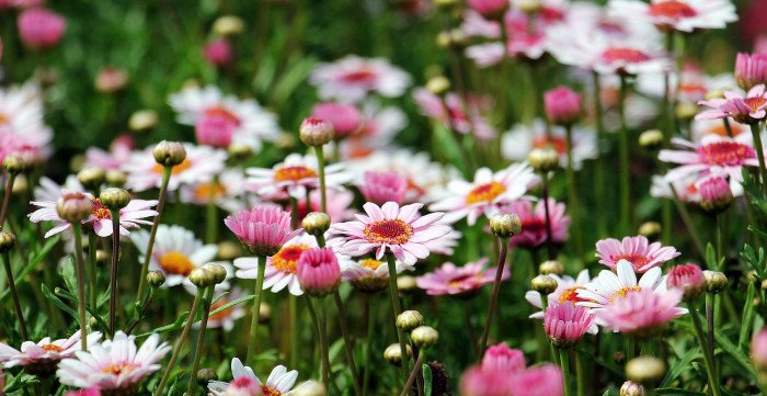 마아가렛 - Argyranthemum frutescens