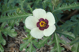 수박풀 - Hibiscus trionum