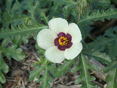 수박풀 사진 - Hibiscus trionum Photos