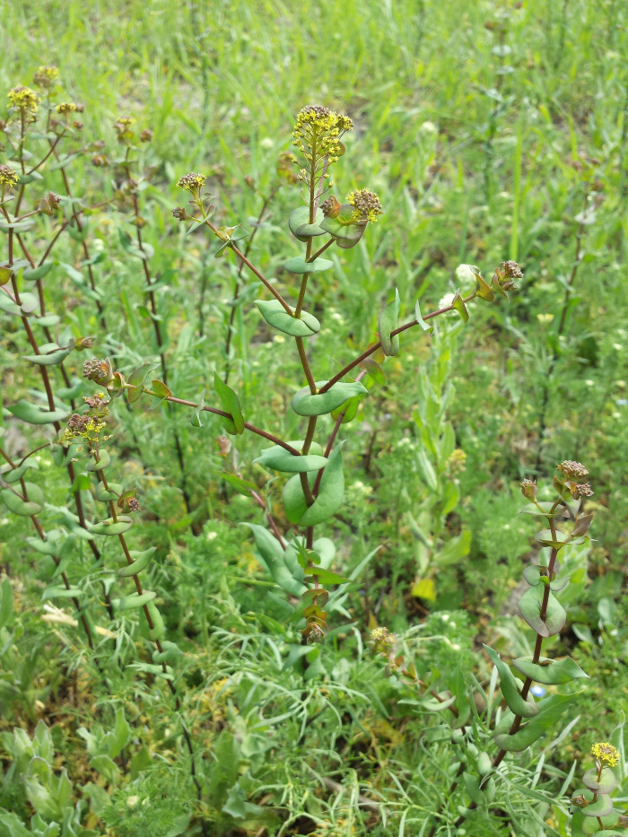 대부도냉이 - Lepidium perfoliatum L.