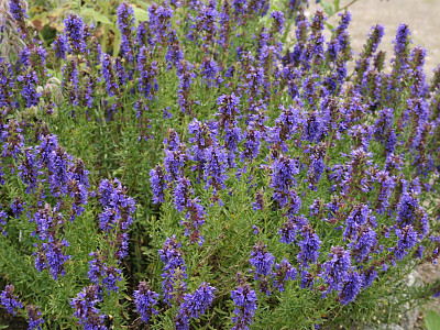 히솝 사진 - Hyssopus officinalis L. Photos