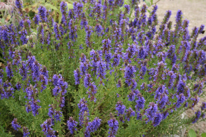 히솝 - Hyssop, Hyssopus officinalis L.
