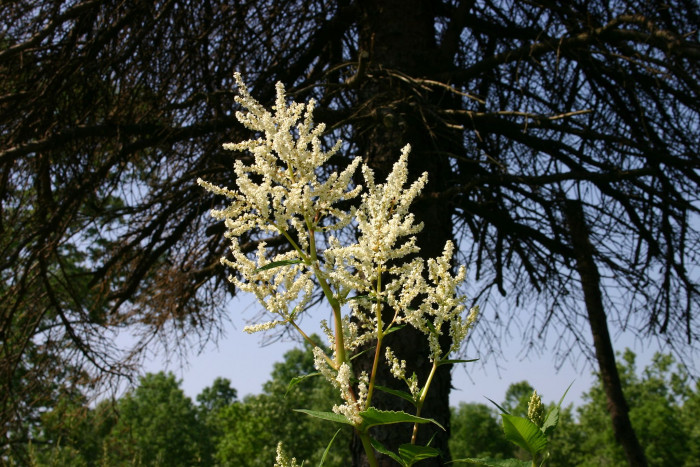 싱아 - Aconogonum polymorphum