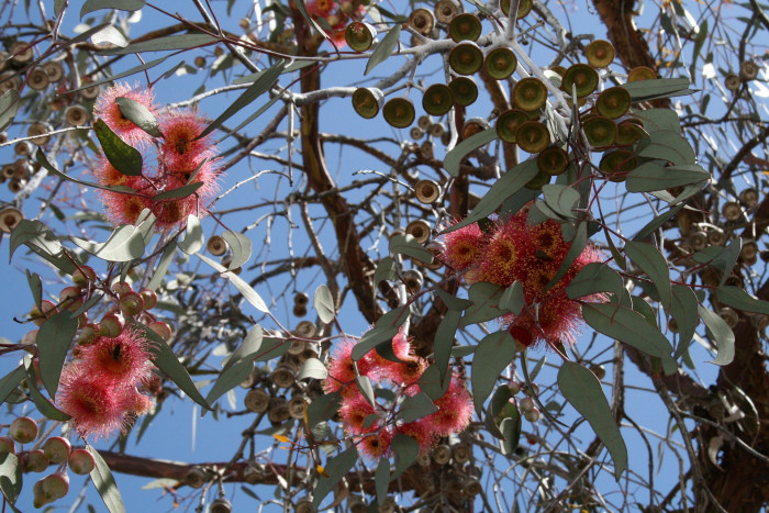 유칼립투스 - Eucalyptus, Eucalyptus globulus