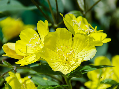 황금달맞이 사진 - Oenothera biennis L. Photos
