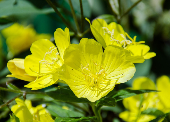 황금달맞이 - Evening Primrose, Oenothera biennis L.