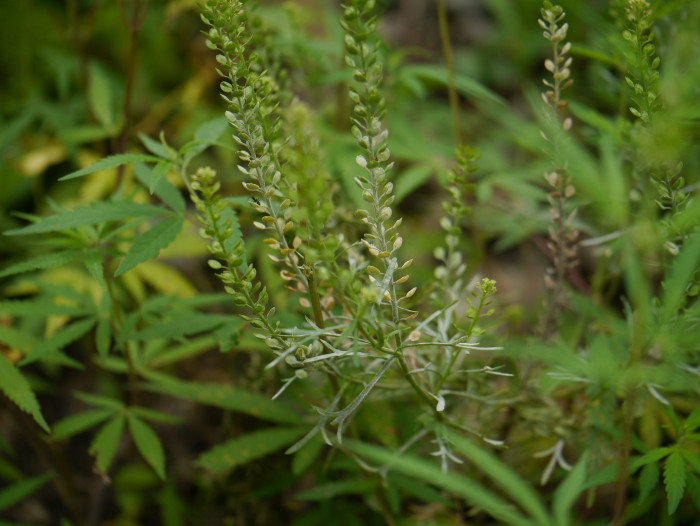 다닥냉이 - Lepidium apetalum Willd.