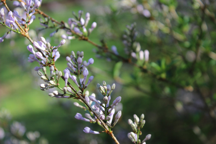 라일락 - kamibayashii, Syringa oblata var. dilatata (Nakai) Rehder
