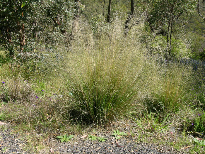 능수참새그령 - Eragrostis curvula Nees