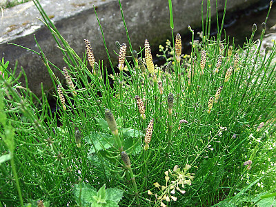 개쇠뜨기 사진 - Equisetum palustre L. Photos