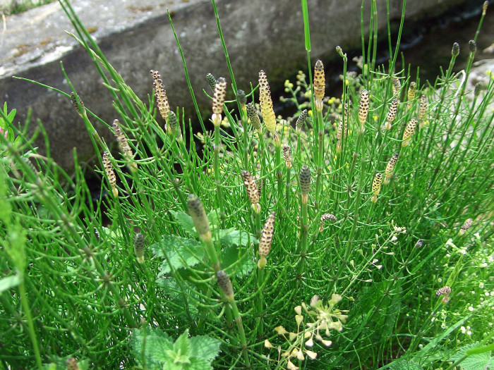 개쇠뜨기 - Equisetum palustre L.