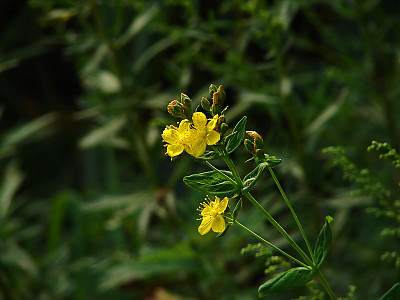 고추나물 사진 - Hypericum erectum Thunb. Photos