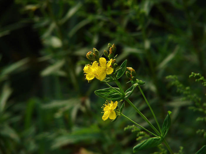 고추나물 - Hypericum erectum Thunb.