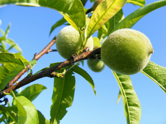 감복사 - Prunus persica for. compressa (Loudon) Rehder