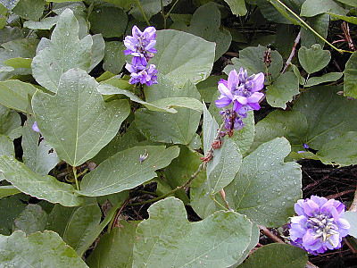 칡 사진 - Pueraria lobata (Willd.) Ohwi Photos