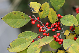 낙상홍 - Ilex serrata Thunb.