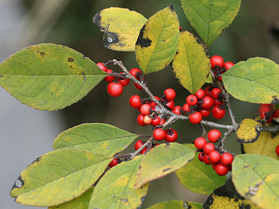 낙상홍 사진 - Ilex serrata Thunb. Photos