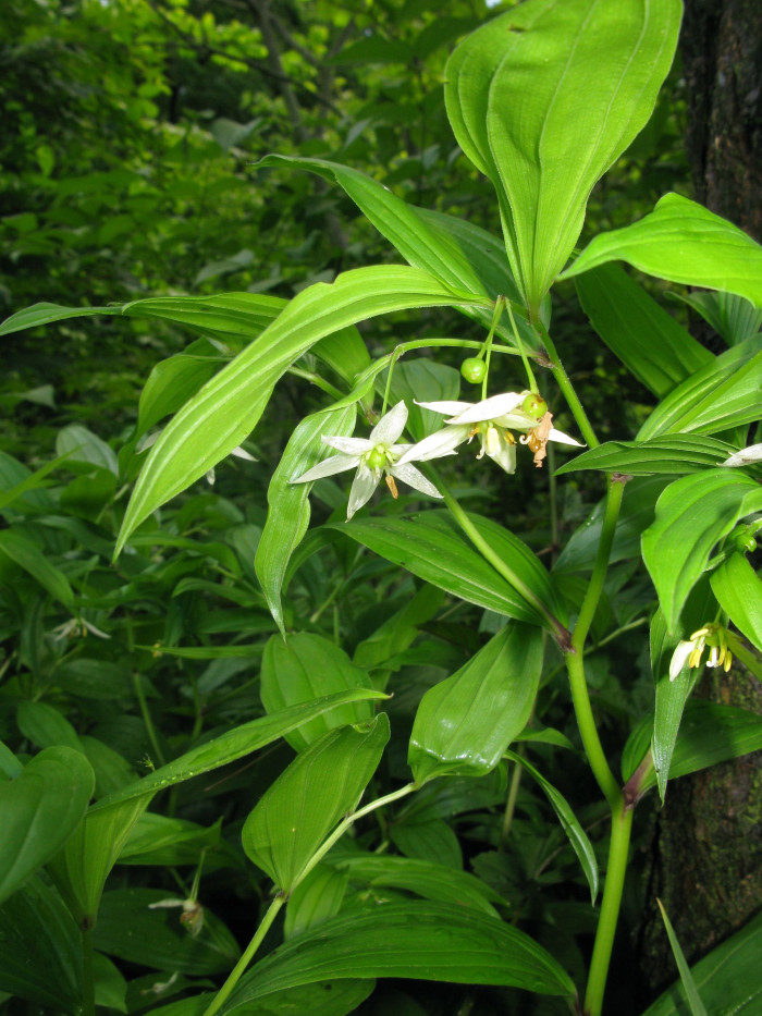 큰애기나리 - Disporum viridescens (Maxim.) Nakai
