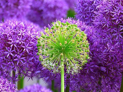 알리움 사진 - Allium  spp Photos
