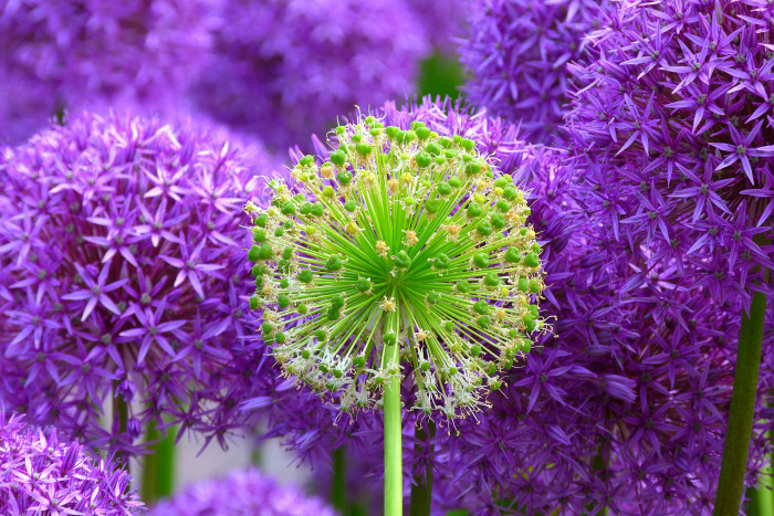 알리움 - Allium  spp