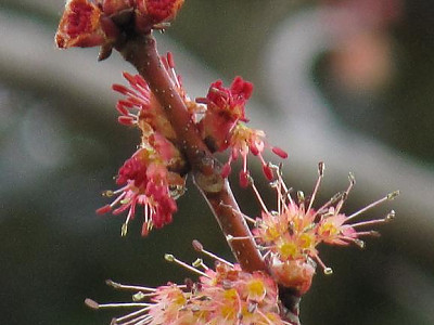 꽃단풍 사진 - Acer pycnanthum Koch Photos