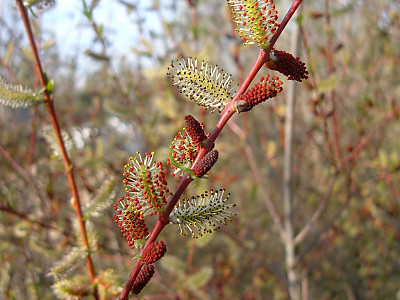 당키버들 사진 - Salix purpurea var. smithiana Trautv. Photos