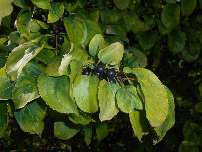 갈매나무 - Rhamnus davurica Pall.