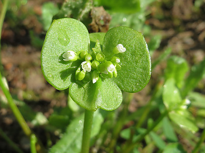 몬티아 사진 - Claytonia perfoliata Photos
