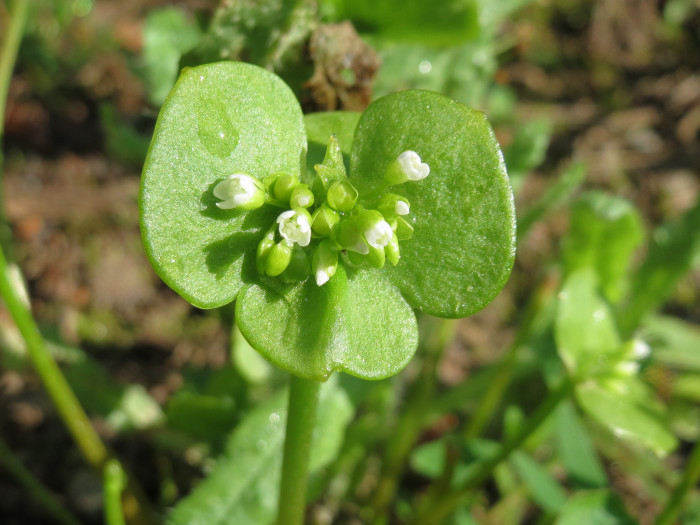 몬티아 - Claytonia perfoliata