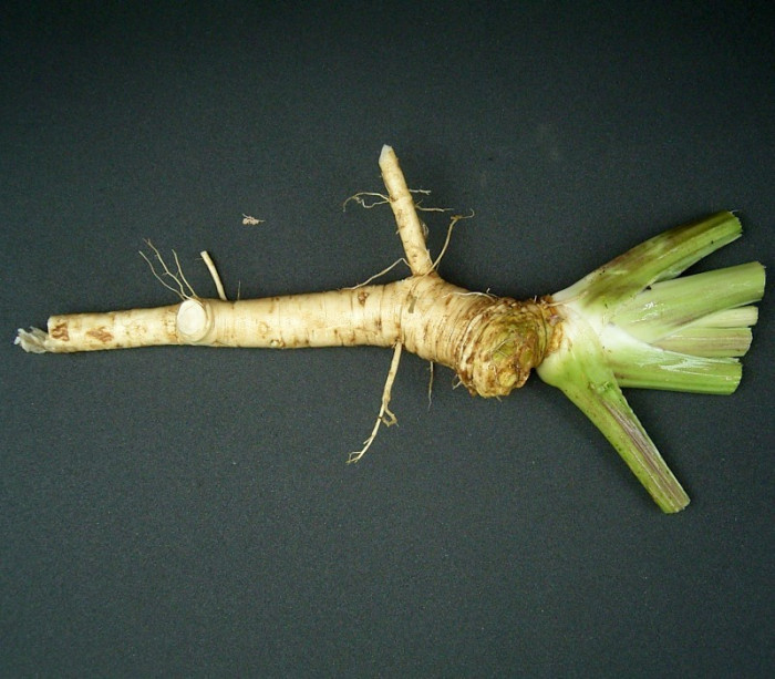 겨자무 - horeseradish, Armoracia rusticana P.G.Gaertner