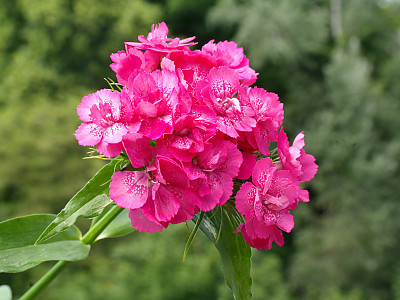 수염패랭이꽃 사진 - Dianthus barbatus L. var. aisaticus L. Photos