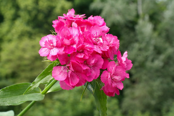 수염패랭이꽃 - Dianthus barbatus L. var. aisaticus L.