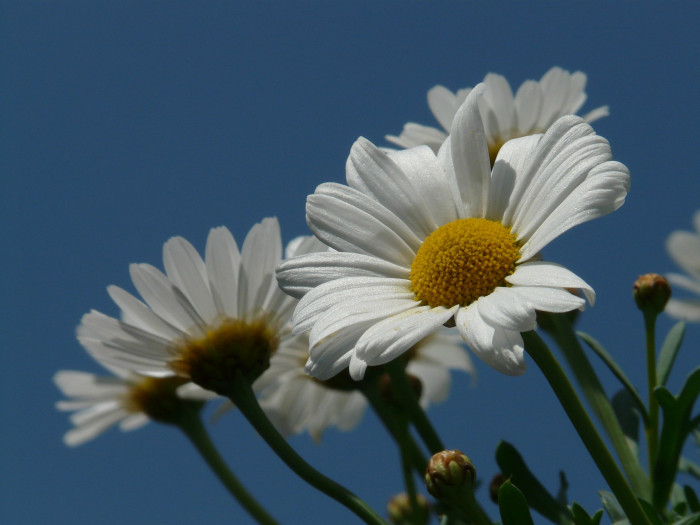 마아가렛 - Argyranthemum frutescens