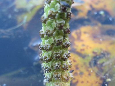 대가래 사진 - Potamogeton malaianus Miq. Photos