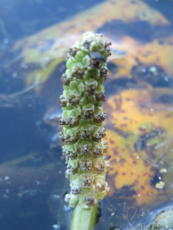 대가래 - Potamogeton malaianus Miq.