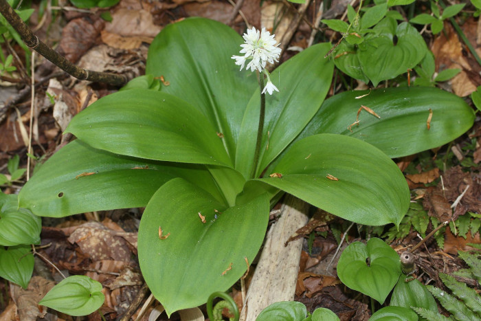 나도 옥잠화 - Clintonia udensis