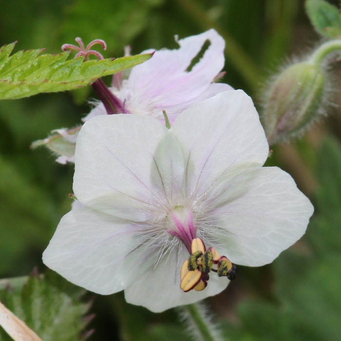 꽃쥐손이 - Geranium eriostemon Fisher ex DC.