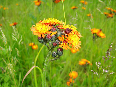 홍화민들레 사진 - Pilosella aurantiaca Photos