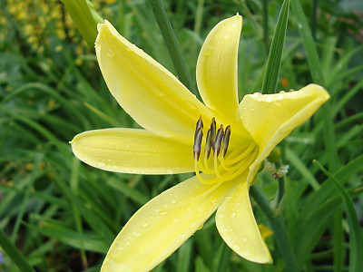 노랑원추리 사진 - Hemerocallis thunbergii Baker Photos