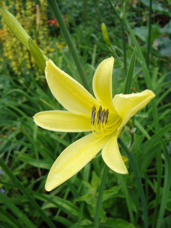 노랑원추리 - Hemerocallis thunbergii Baker