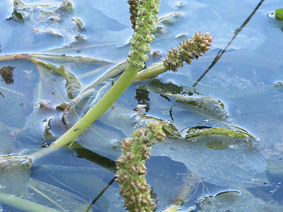대가래 사진 - Potamogeton malaianus Miq. Photos