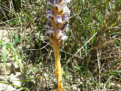 초종용  사진 - Orobanche coerulescens Photos