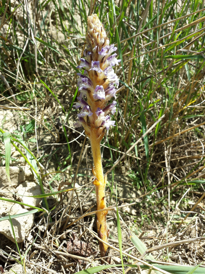 초종용  - Orobanche coerulescens