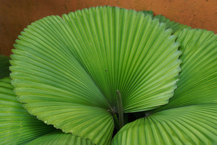 파라솔야자 - Parasol Palm, Licuala orbicularis