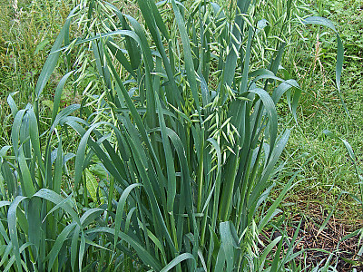 귀리 사진 - Avena sativa L. Photos